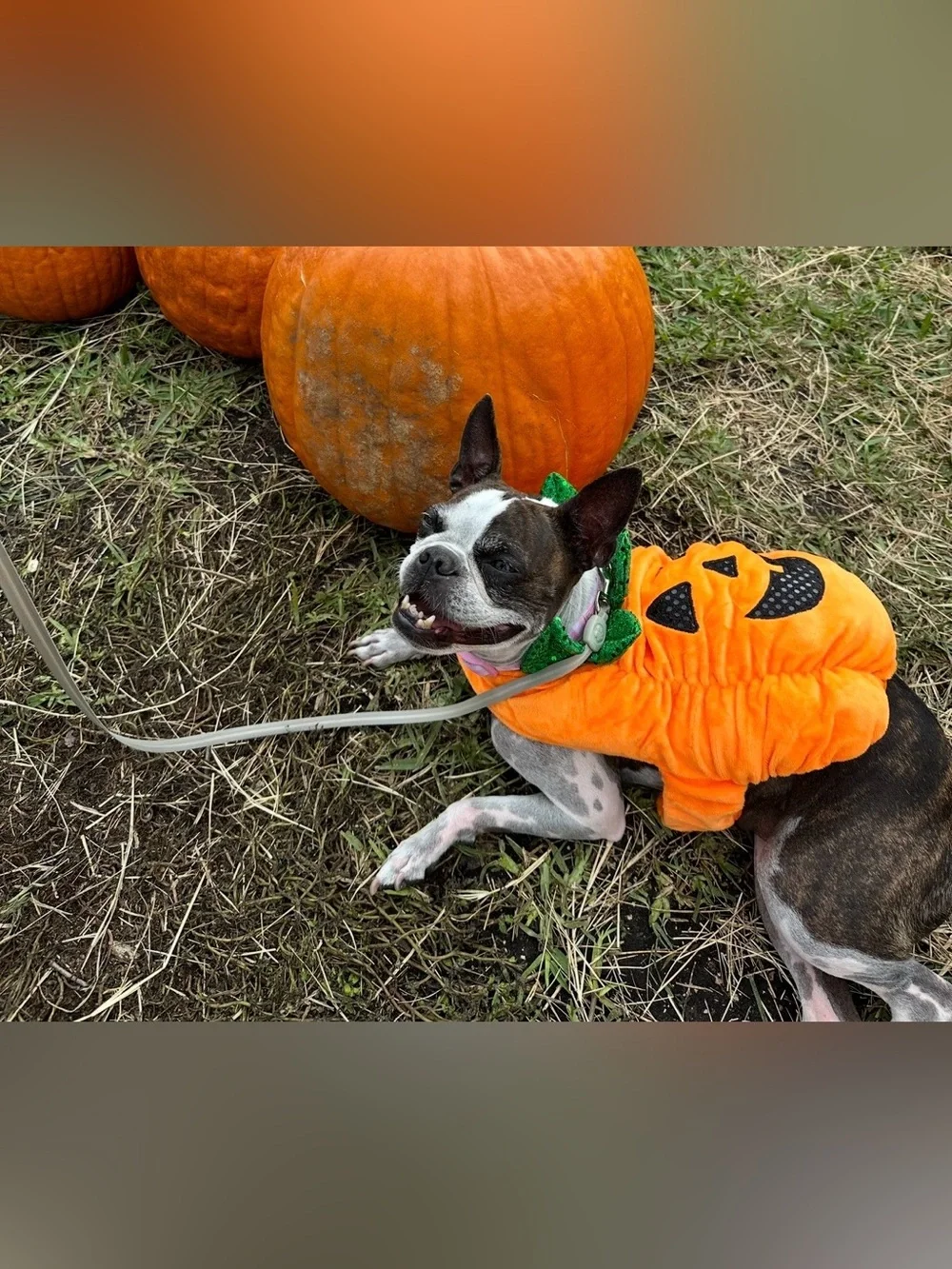 Thrills & Chills Pumpkin Dog Costume Small - Like New